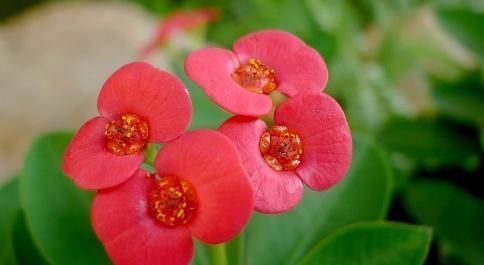 这花号称“开花机器”,花开全年“不停歇”,叶绿花红似“蝴蝶”