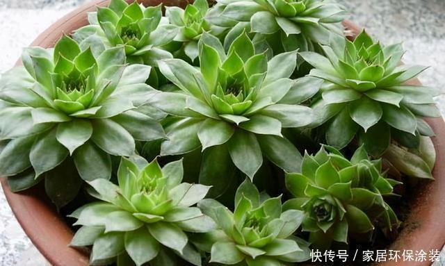 这三多肉是公认的爆崽小能手,光线差也易爆小崽,独苗养成小老桩