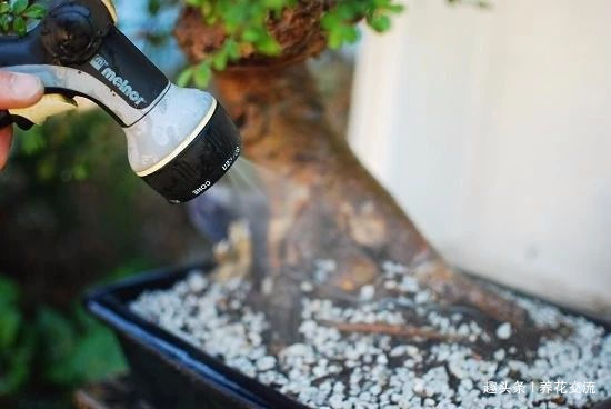 园艺新手接触盆景树需要学到的6个技巧,避免叶黄和枯萎