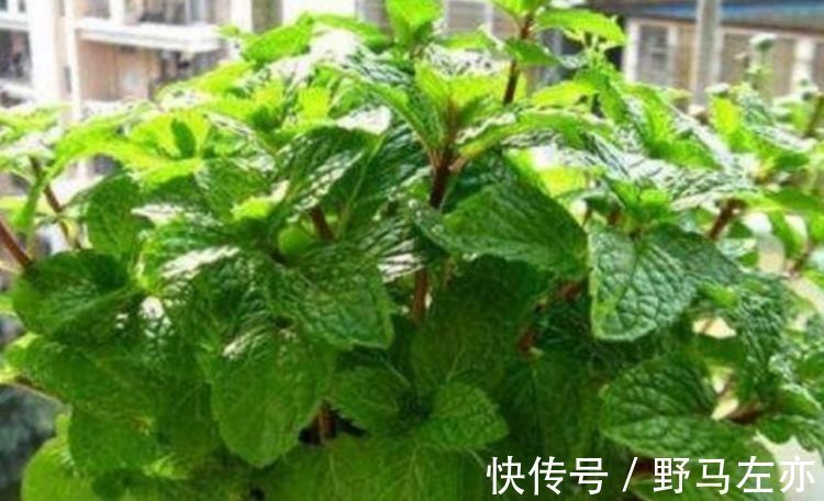 3种花漂亮又养人,泡茶解暑,人养花,花也养人,花朵又大又鲜艳