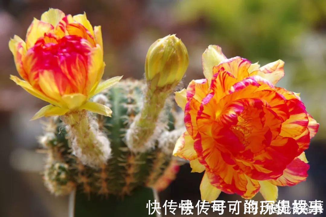 静夜静夜|6种多肉太难养,赶紧留个种,省得每年都要重新买!