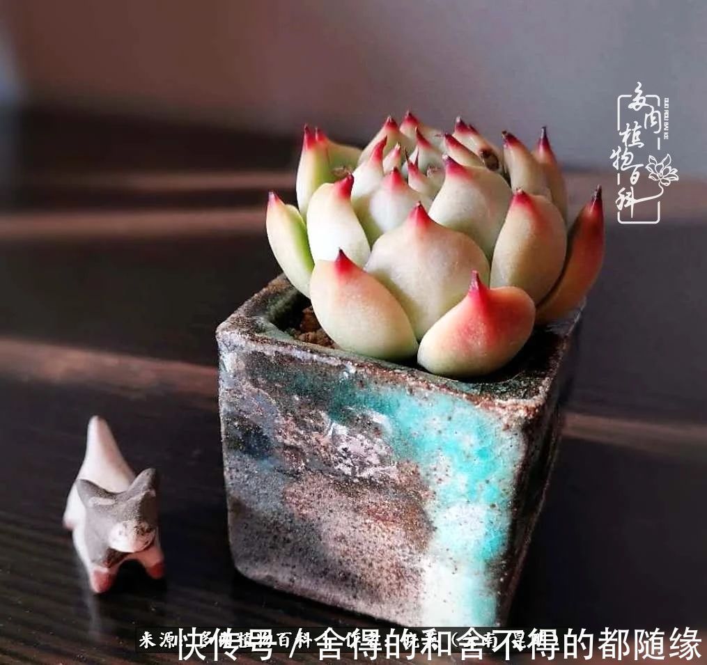 生活的本质就是爱,喜悦,和平!养多肉的快乐是金钱买不到的!