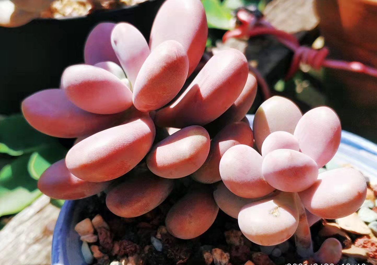 多肉桃蛋砍头？何必下如此狠手！是遇到这“4情况”必须要砍吗？