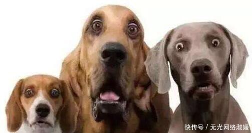 鱼竿|为什么钓鱼穷三年, 玩鸟毁一生 其实主要想表达一个意思