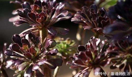 多肉法师扦插繁殖方法 多肉法师扦插繁殖方法