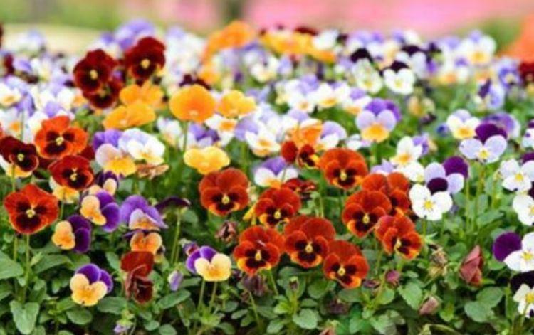 最受欢迎的4种花,夏天开花很漂亮,花量大不操心,越养越喜欢