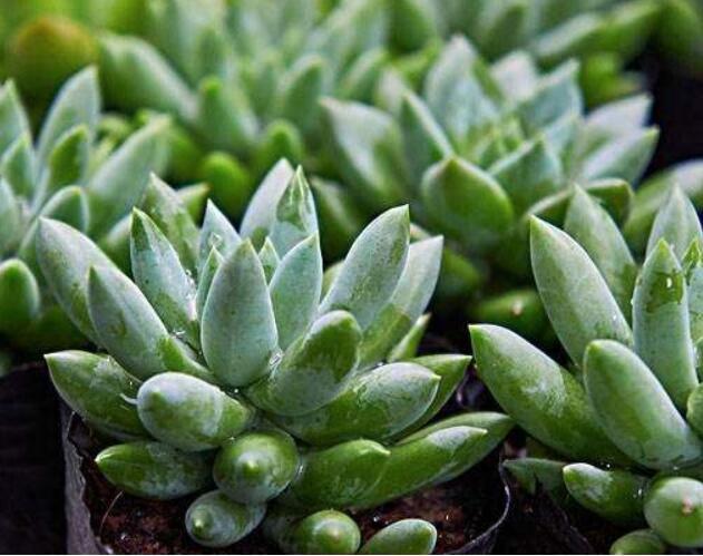 夏天多肉叶子一碰就掉以下3种原因才是罪魁祸首,现在挽救不迟