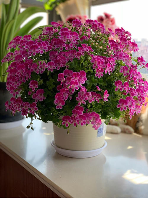 封闭阳台养啥花？天竺葵“天使之眼”，点亮你阳台，你值得拥有！