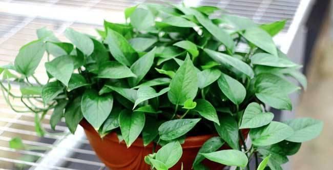  净化空气|公认净化能力出众的绿植， 绿色的空气净化器!跟着养护专家学起来