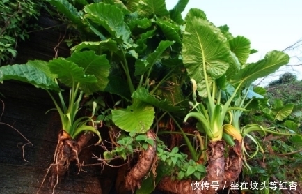 人人都喜欢种植的这种植物,还有不为人知的秘密,你知道吗!