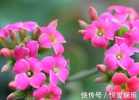 家养|家养长寿花总是难开花记住这些小细节,轻松花开爆满盆