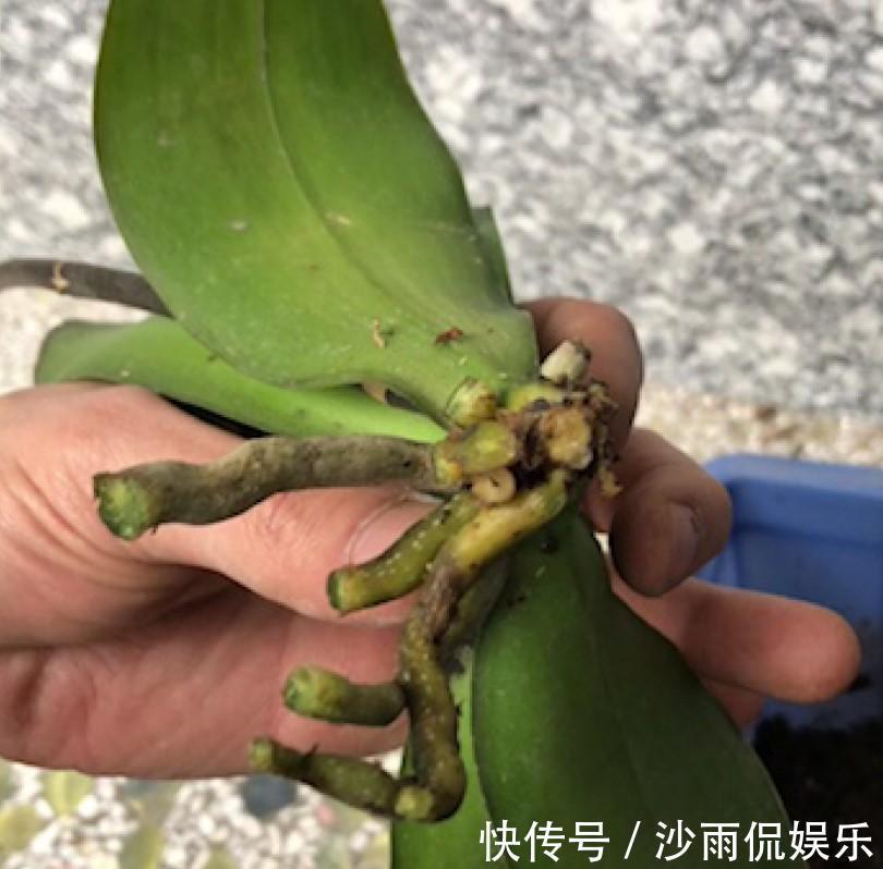 花友们|蝴蝶兰出现腐烂的情况，剪掉一些，养一下就又能养出大粗跟！