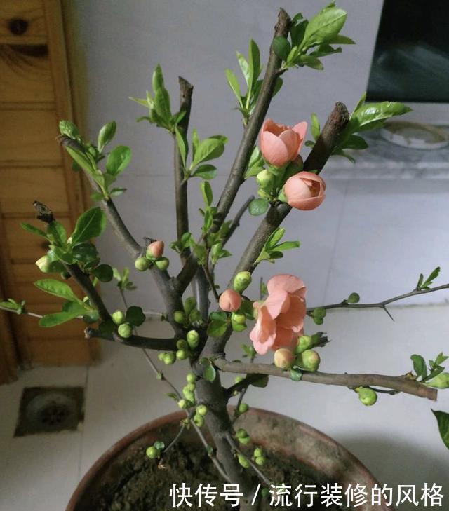 花香|养3种树,春天就开花,花香四溢,第2种:10大花卉之首