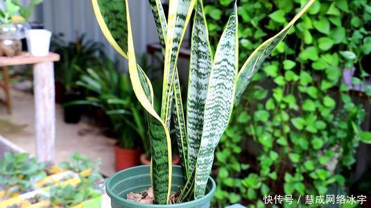 虎皮兰叶片打卷,不冒新芽,“猫腻”在这里,动动手搞定!