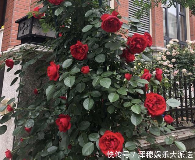 牛奶|家里的3种“肥水”，放着没用，浇在花盆上就是“营养液”，值