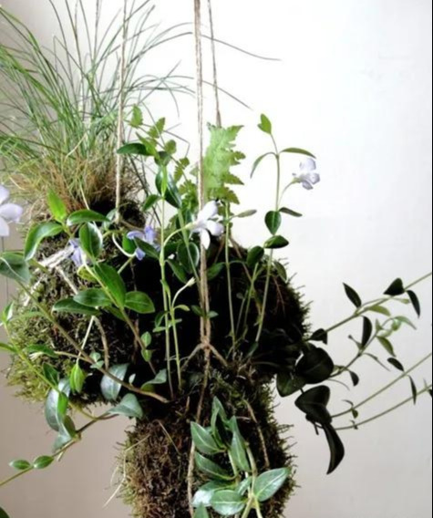 室内绿植种花不用盆，揉一个小球吊起来就让家里美翻
