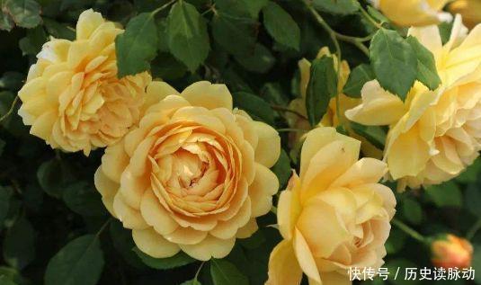 仙女|4种花界中的仙女花,花色美丽,全年开花,种植容易