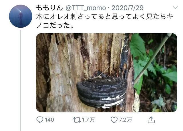 树木|日本网友发现野生奥利奥,这年头饼干都能从树上长出来了