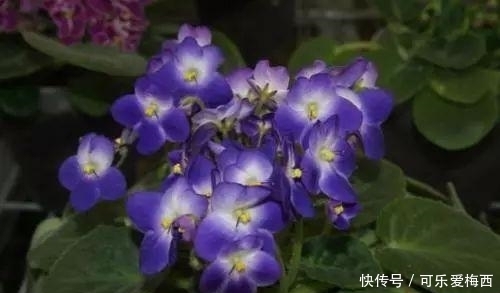 非洲堇|没有花的屋子, 怎么能叫做家呢? 这10种花卉养在家里最适合