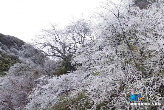 马天龙|无人机航拍下的金佛山：漫山雾凇如画