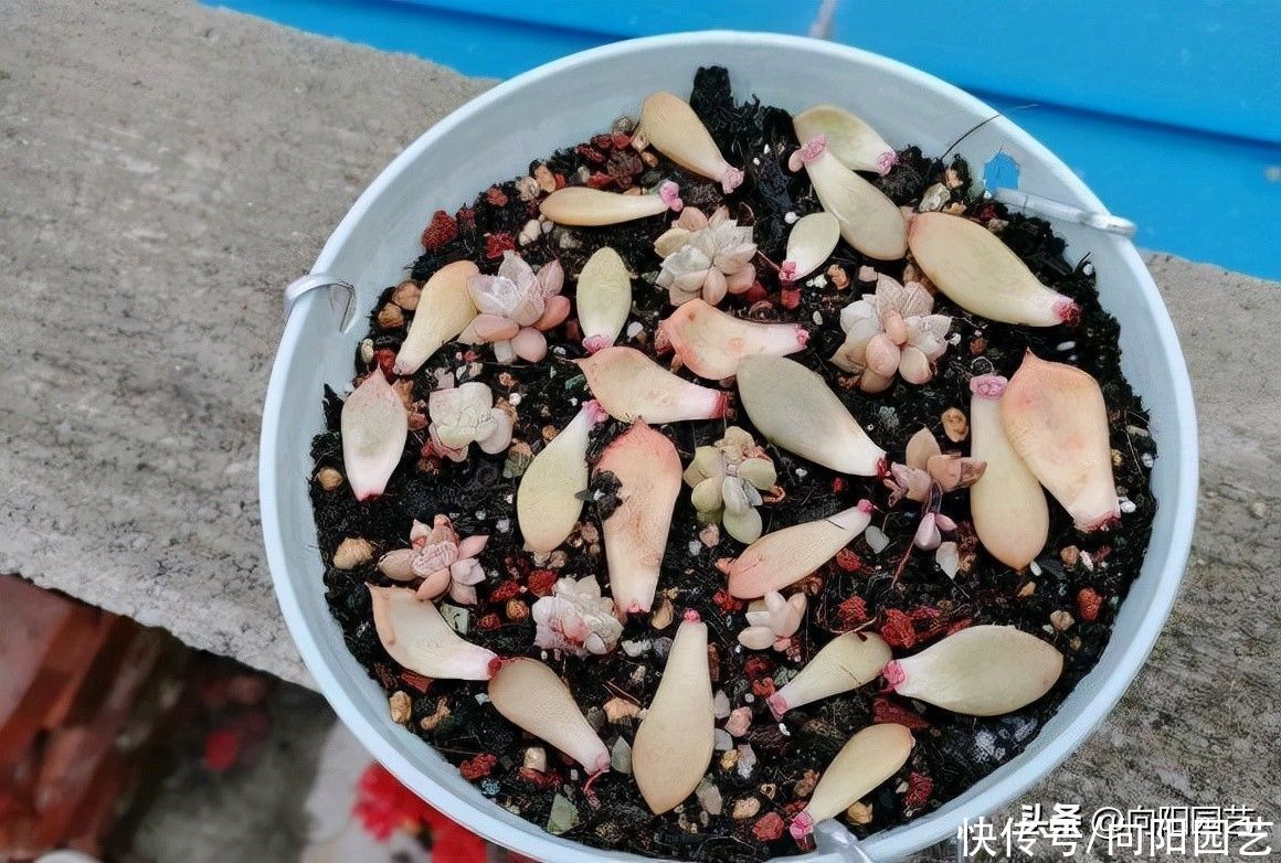成活率|?多肉怎么叶插？备好花土，花盆，选好叶子，叶插攻略送给你