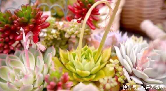 盆里扔点这个,多肉胖成球,肉嘟嘟好可爱