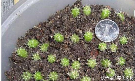 3种盆栽,一个比一个贵,撒下种子,开花一大片,个个都金贵!