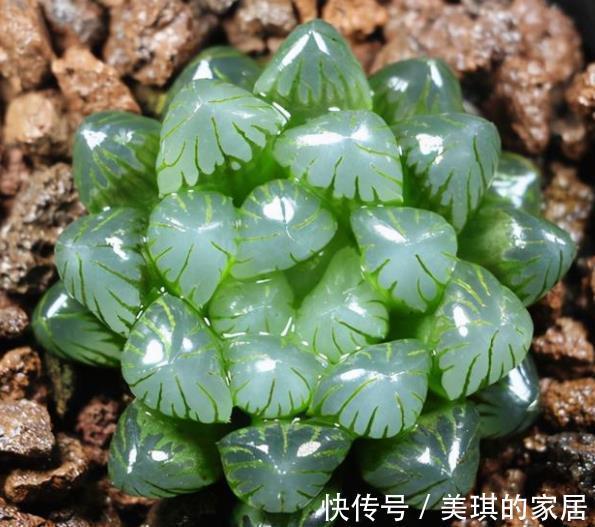 秋天养多肉玉露，“死记硬背”4个要点，叶片晶莹剔透美极了