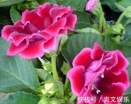 此花花大色艳,花姿妖娆仿佛是从画中而来,寓意为华美与欲望
