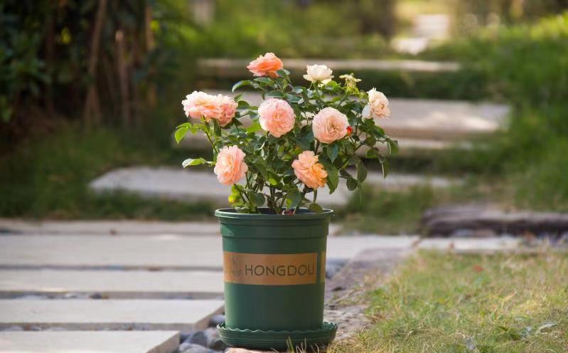 最具秋冬气质的园艺新宠,果汁阳台