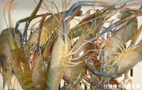 清蒸罗氏虾|清蒸“罗氏虾”,很多人用错了“水”难怪腥味重,肉质柴