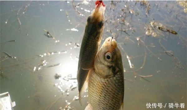 冬季钓鲫鱼,绝佳饵料“肉夹馍”的制作要点,下钩就有口!