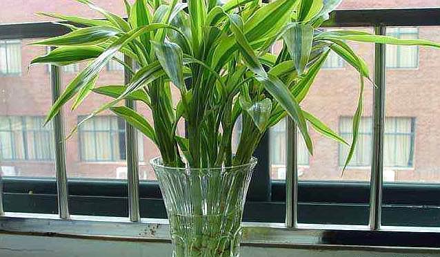 新手养富贵竹,此方法最合适,不黄叶易生根,“富贵吉祥”迎进门