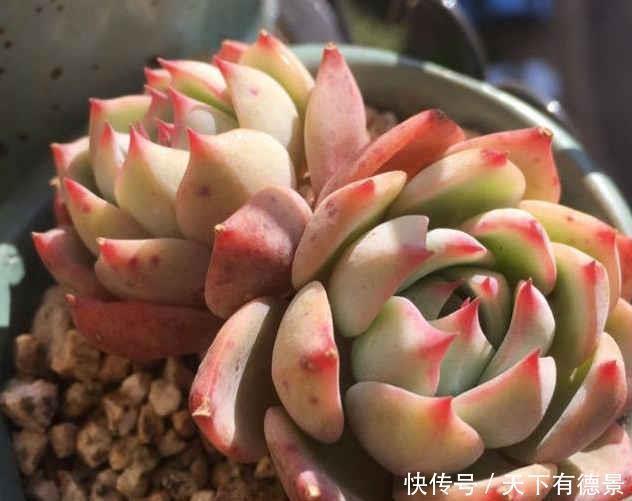 植株|多肉长出白色须根，应该如何解决？一起来看看老花农怎么做