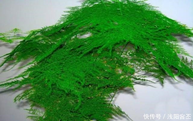 天热了,做好文竹养殖“三部曲”,不黄叶,新芽“窜”不停!