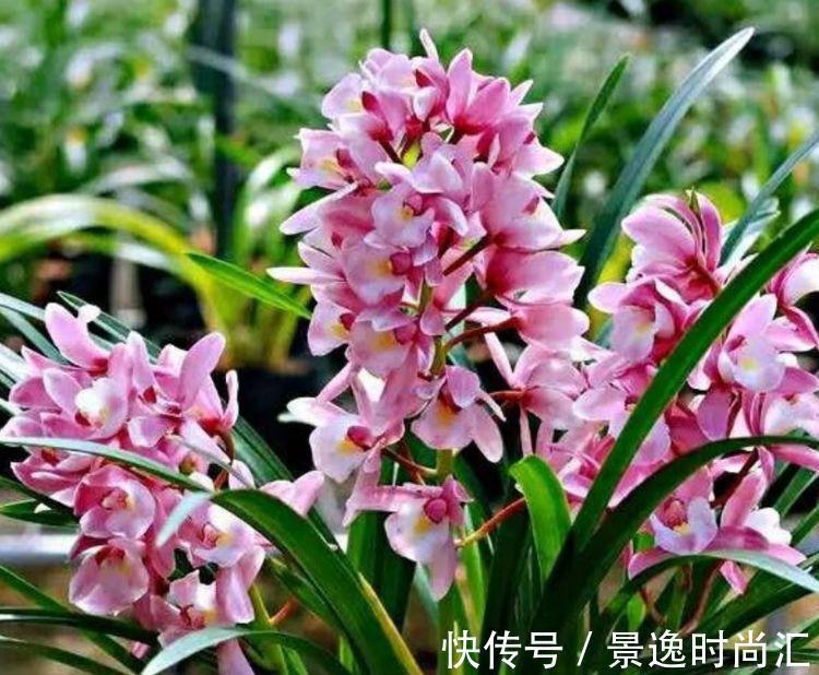 兰花|此款花卉,花期长易养活,家养一盆全年赏花,是阳台盆栽极品