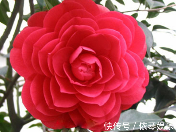 重瓣型|家养“大红花”,比牡丹好看,比月季好养,芬芳袭人,花开200天