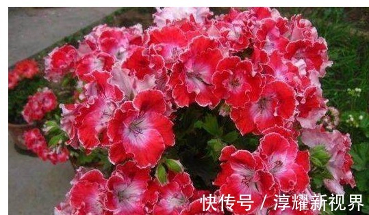 叶片|君子兰、长寿花、蟹爪兰总不开花，可能盆里缺点它，加一点就开花