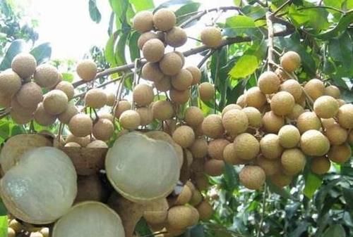 便秘|女人福音来了,不想变老常吃3物,缓解便秘,消除口臭,气色更好