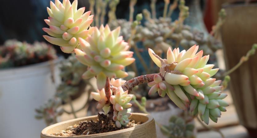 夏天养多肉,哪些时候不适合浇水?怎么浇水好?