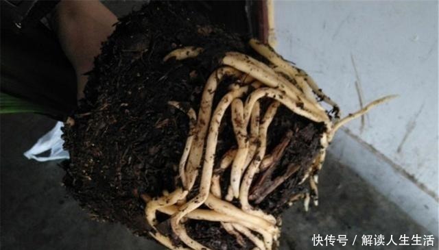 苏大爷养“君子兰”年年去公园找1种“土”,他说既便宜又肥沃!