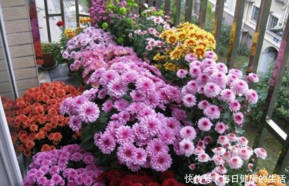 家有小阳台，就养“4种花”，春夏秋冬轮着开，365天都赏花！