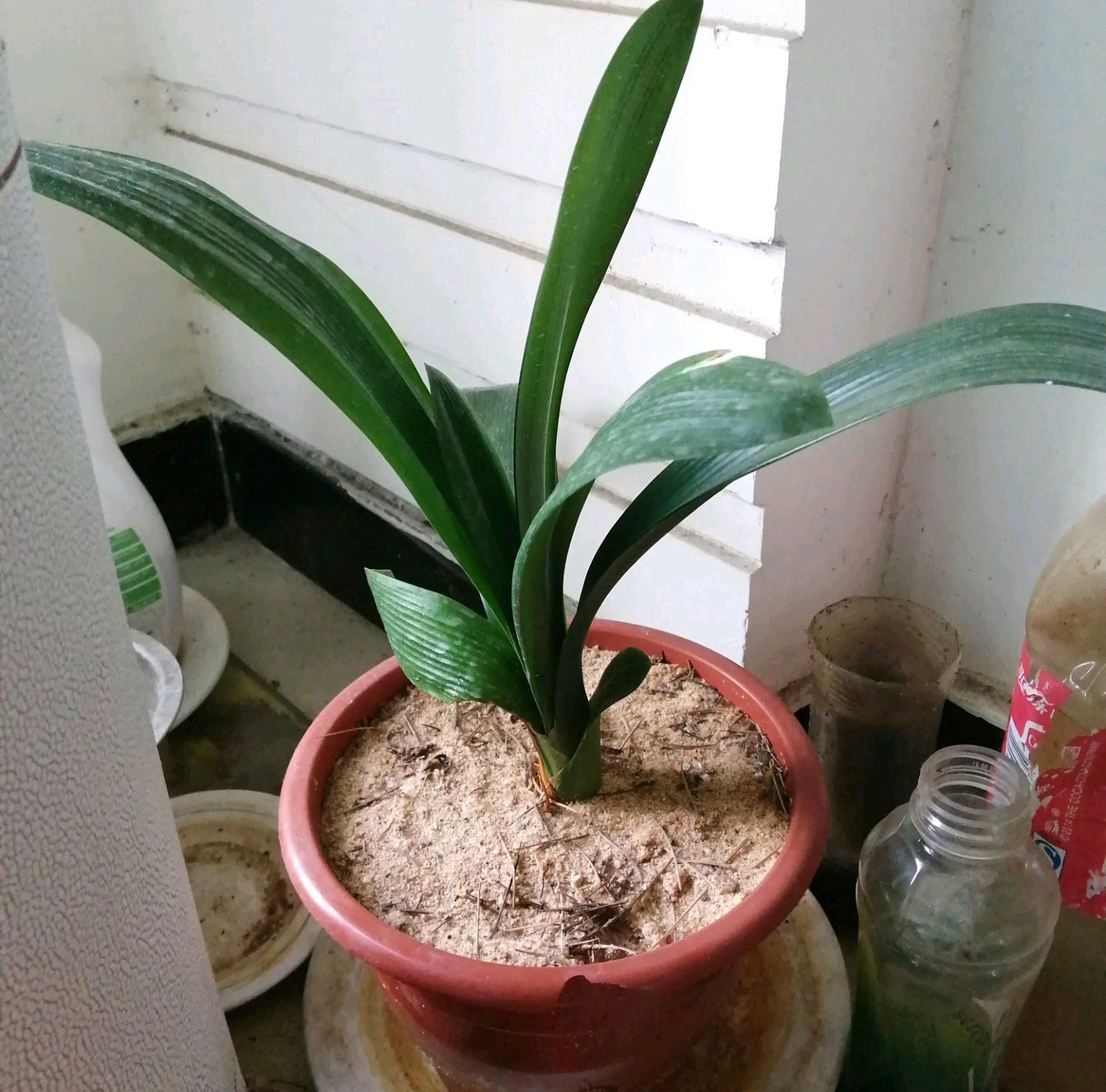 无根的君子兰不用丢,使用一种发根神土,两个月新根爆不停