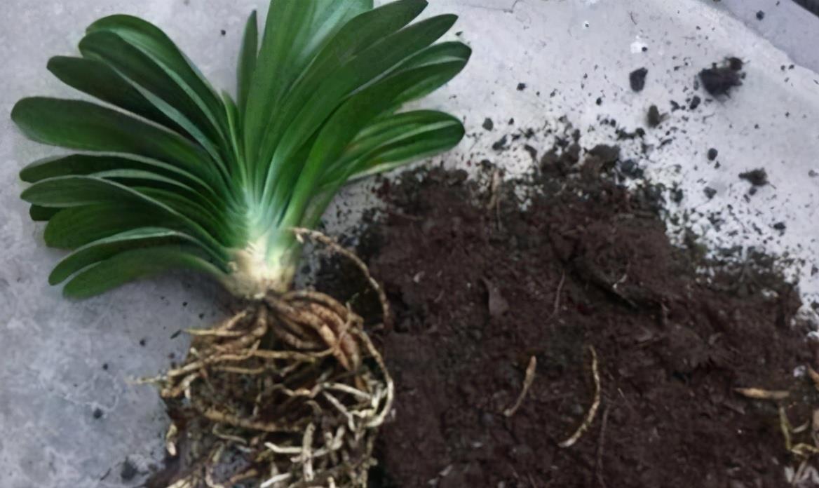 想换盆怕把花“换死”?教你一个“安全”的方法,换完快速生长