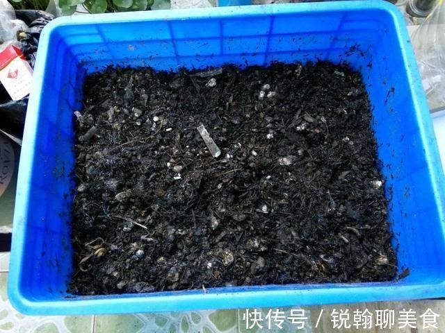 1粒小药片，碾碎丢水里，花像吃了兴奋剂疯长