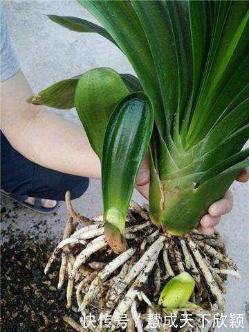 怎样让君子兰一年长出8片叶子他的做法,值得我们学习