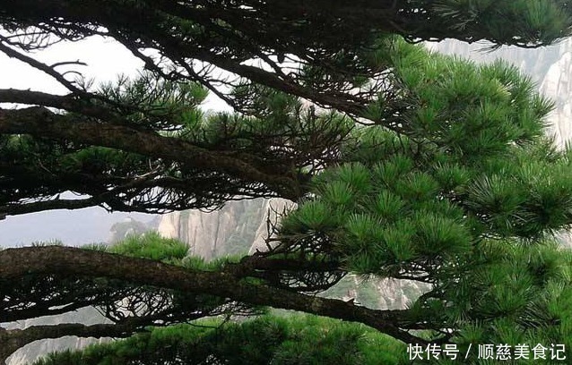 郑板桥|古人说的:“五树进宅,人穷家败”,是指哪5种树,为何不能栽?