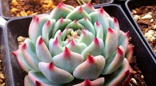 多肉,为什么自己养了一段时间就“变瘦”?原因全在这里