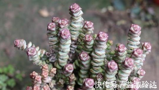 补水|给多肉浇水是门学问，5种方法，让你弄清楚该如何正确补水！