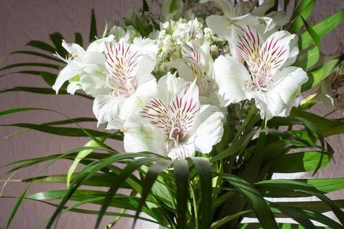 1种花,开花仙气十足,常被用作切花,是阳台盆栽新宠